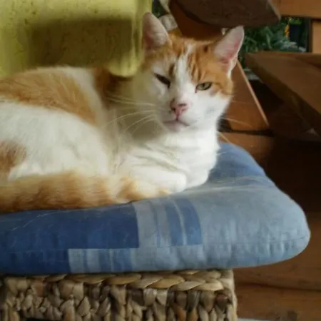 Gemuetliche Mit Terrasse By Interhome